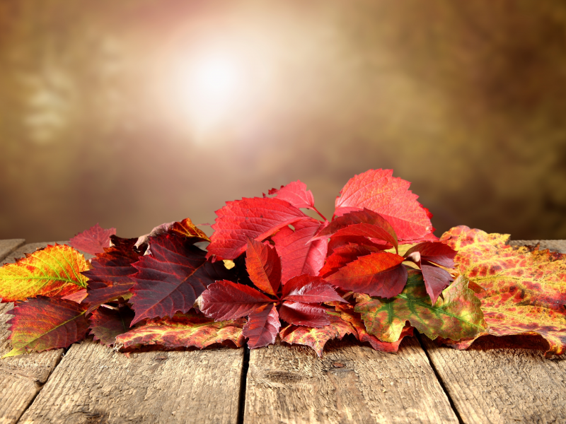 боке, осень, листья, стол