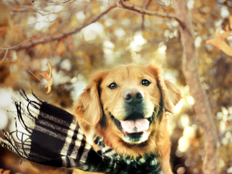 собака, осень, шарф