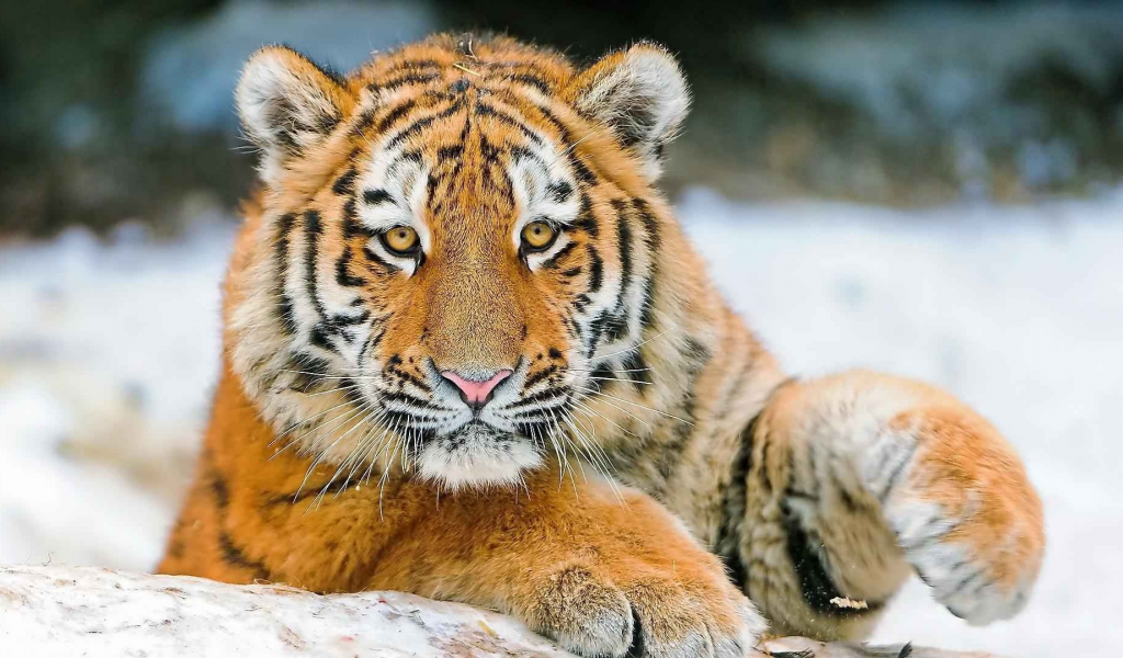 тигры, snow, tigers, снег