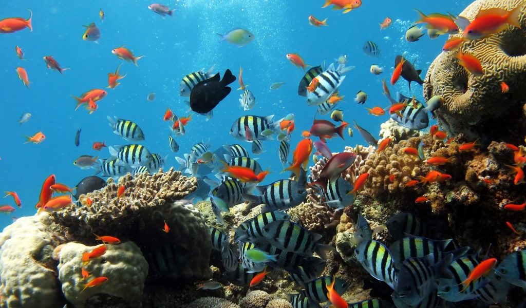 , coral reef, fishes, underwater