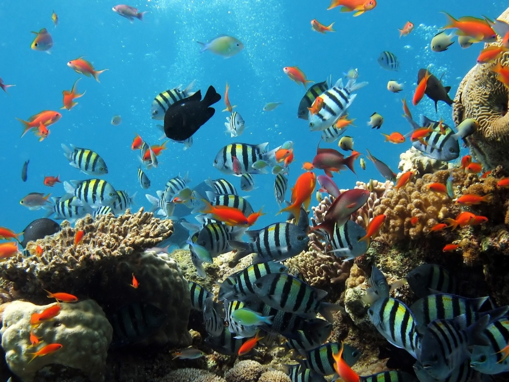 , coral reef, fishes, underwater