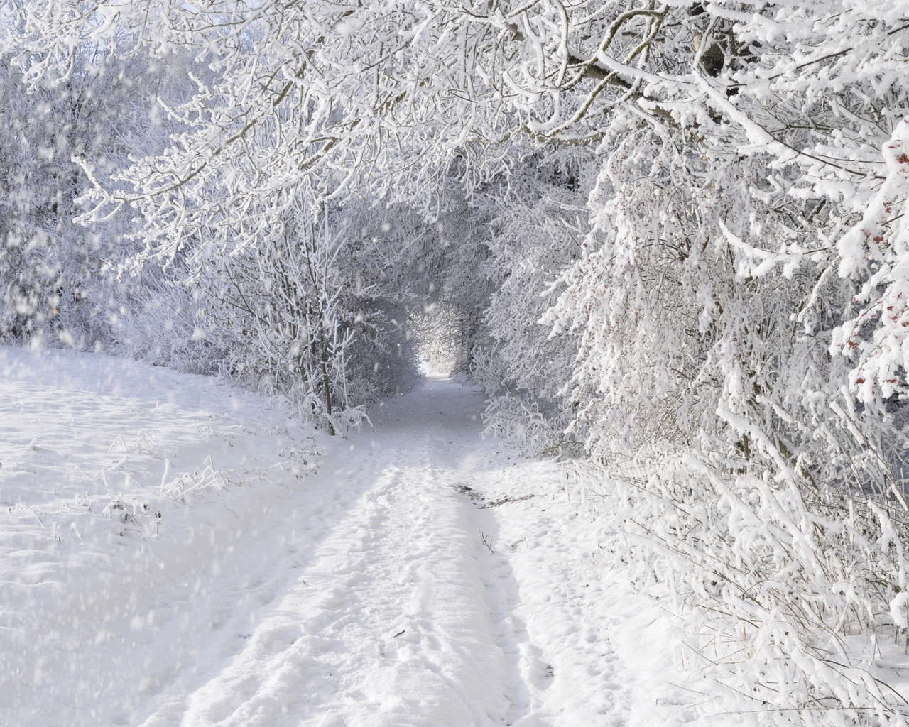 снег, заснежено, деревья, зима, дорога
