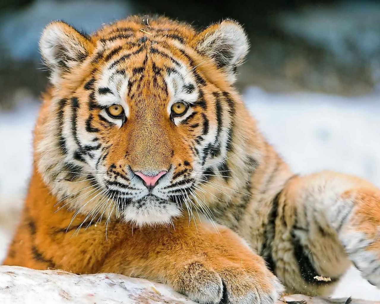 тигры, snow, tigers, снег