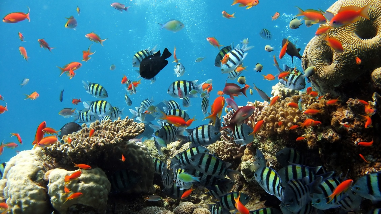 , coral reef, fishes, underwater