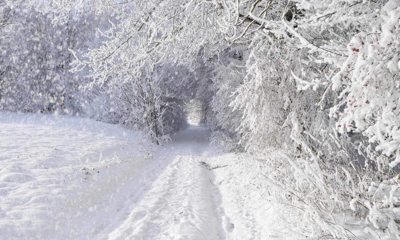 снег, заснежено, деревья, зима, дорога
