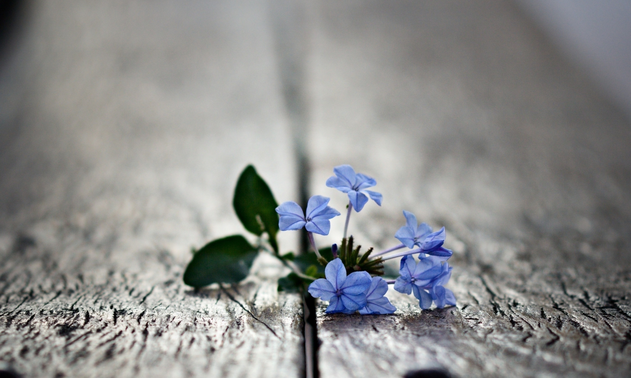 macro, blue flowers, , small
