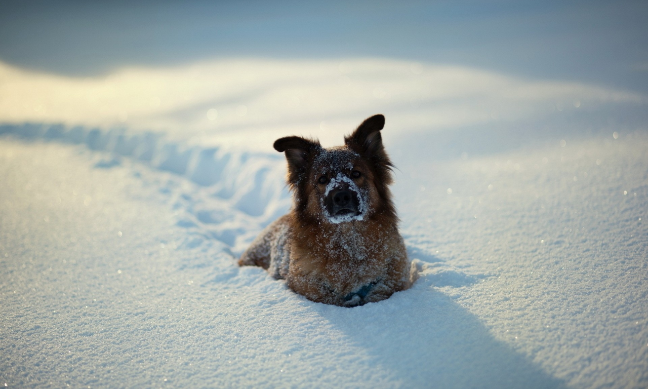 снег, собаки, животные, animals, dogs, snow