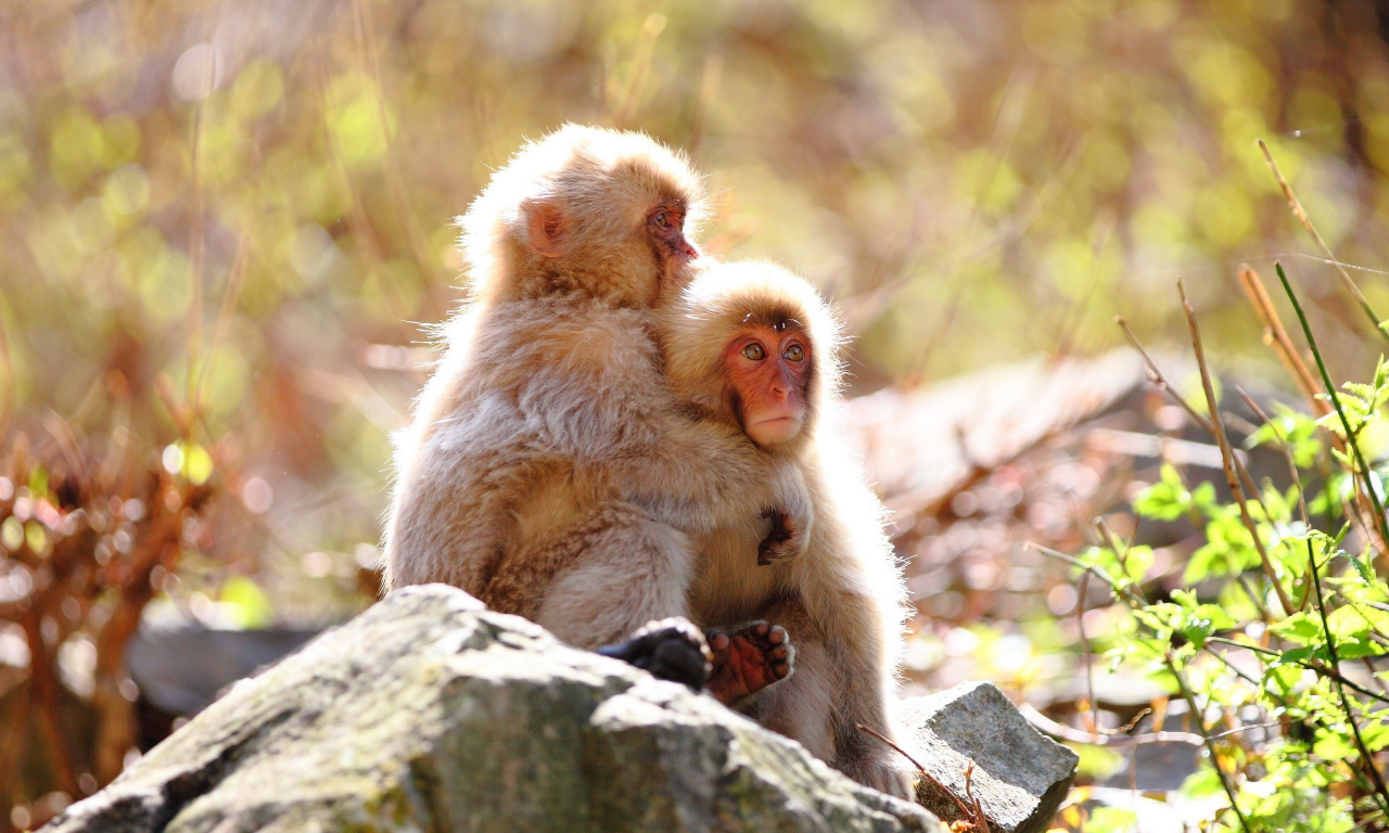 животных, обезьян, animals, monkeys