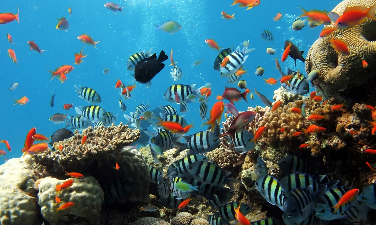 , coral reef, fishes, underwater