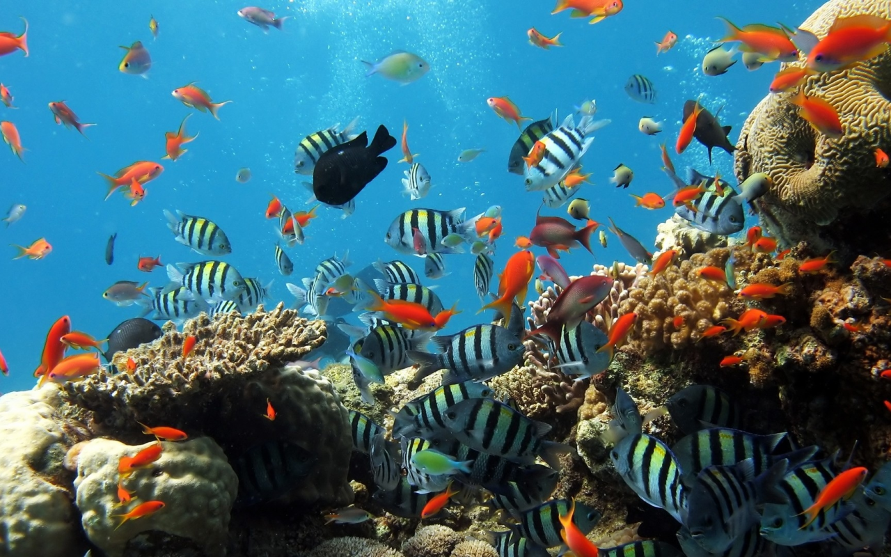 , coral reef, fishes, underwater