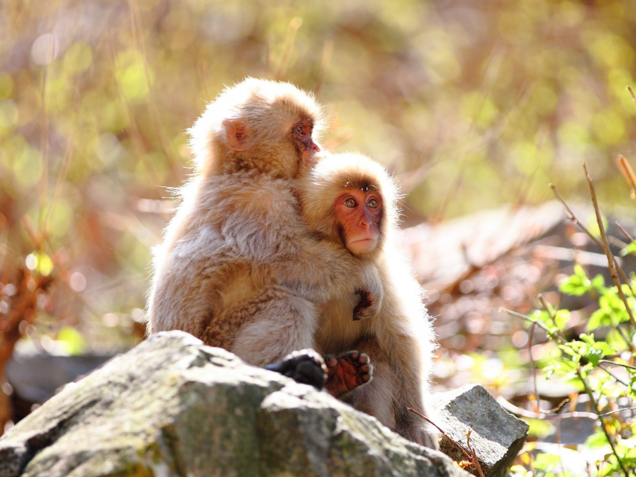 животных, обезьян, animals, monkeys