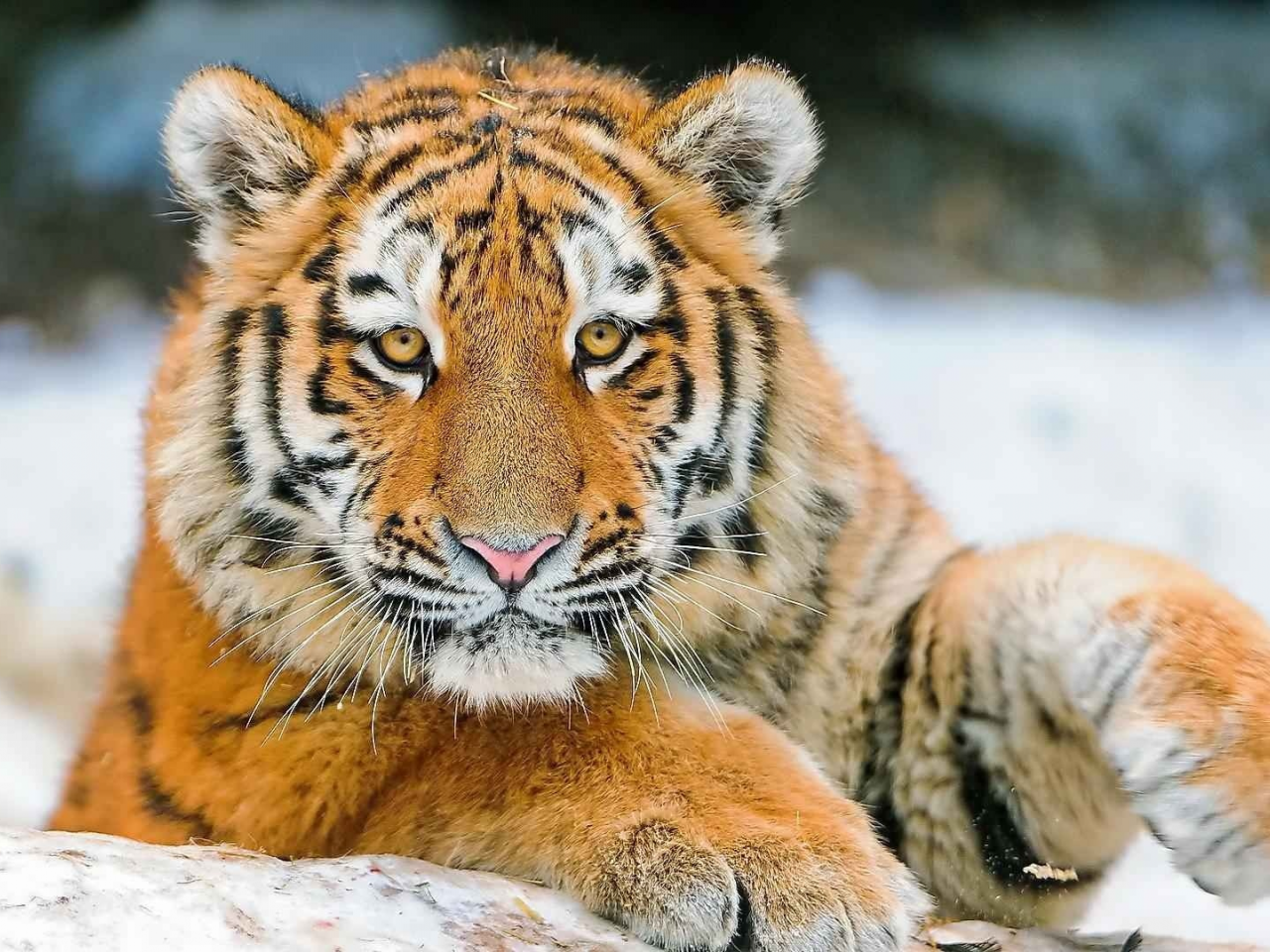 тигры, snow, tigers, снег