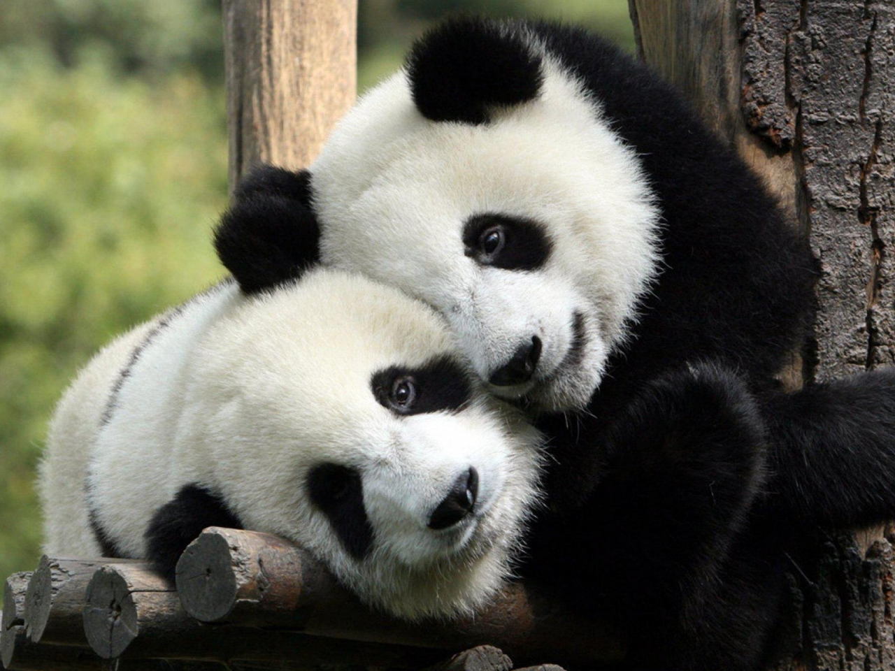 , panda bears, animals