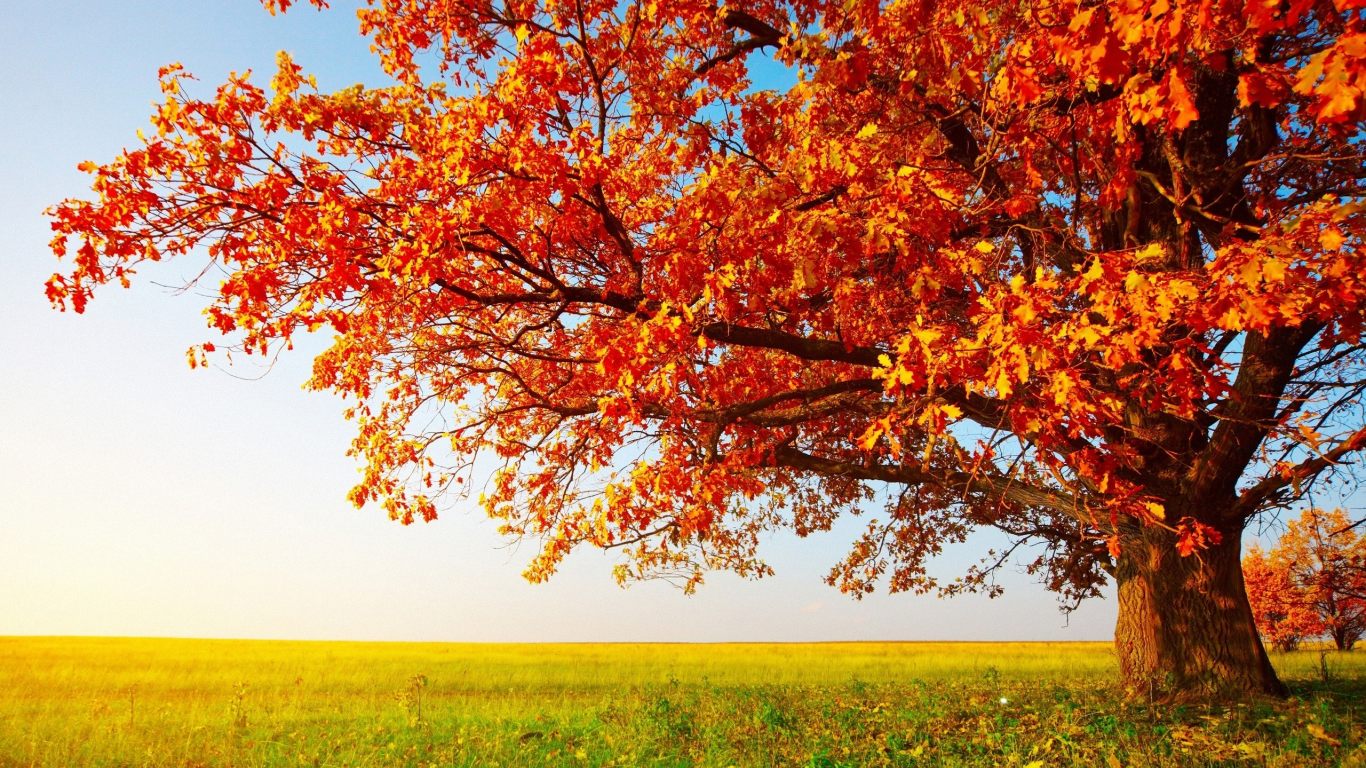 природа, nature, trees, autumn (season), деревья, не оставляет, осень (сезона), leaves