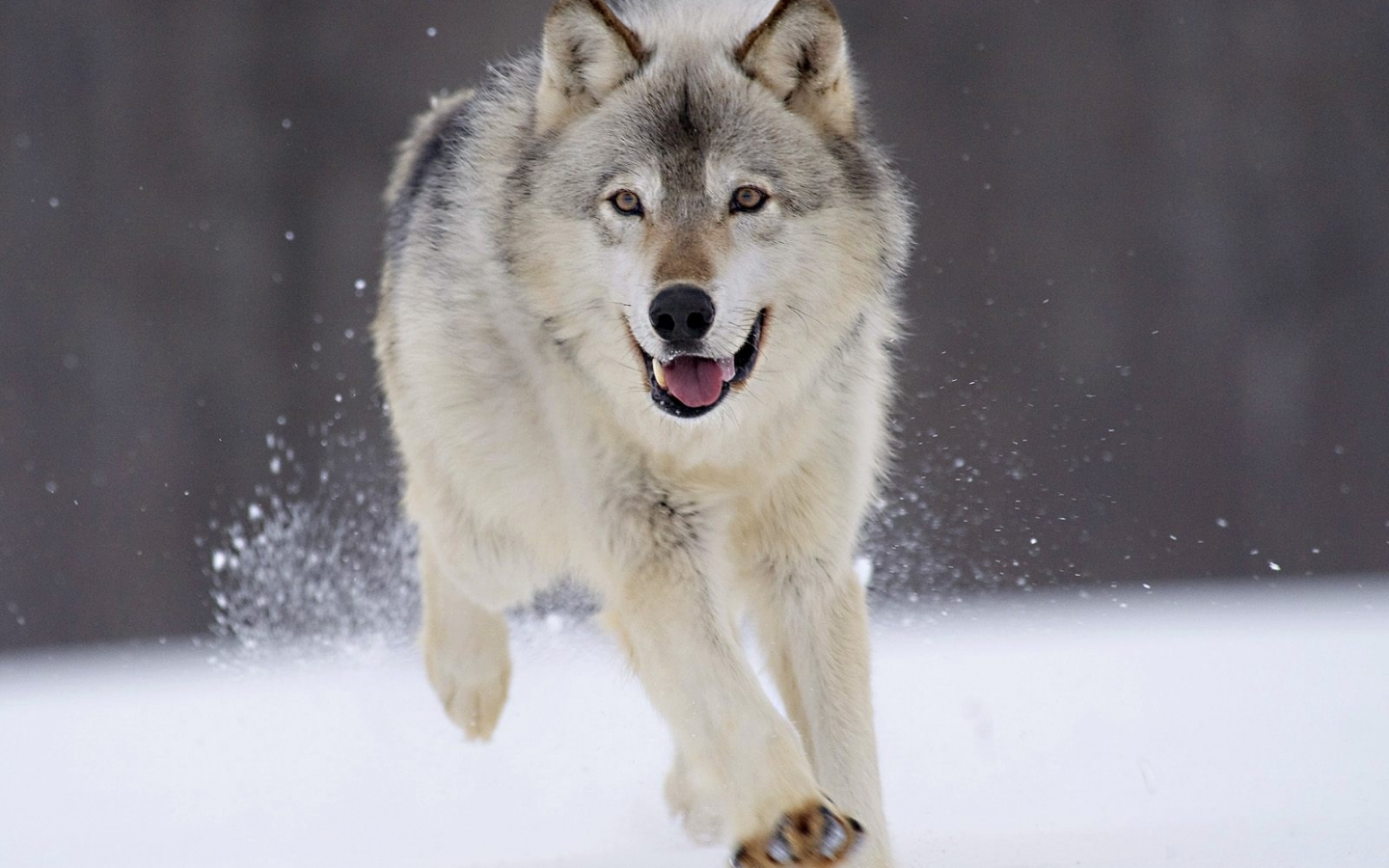 wolves, winter, nature, running, , snow, animals, grey wolf