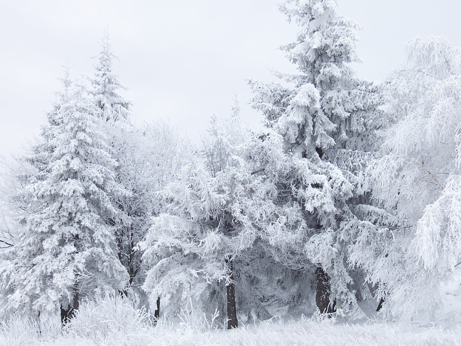 деревья, сосны, белый, trees, white, снег, frost, мороз, snow, pine trees