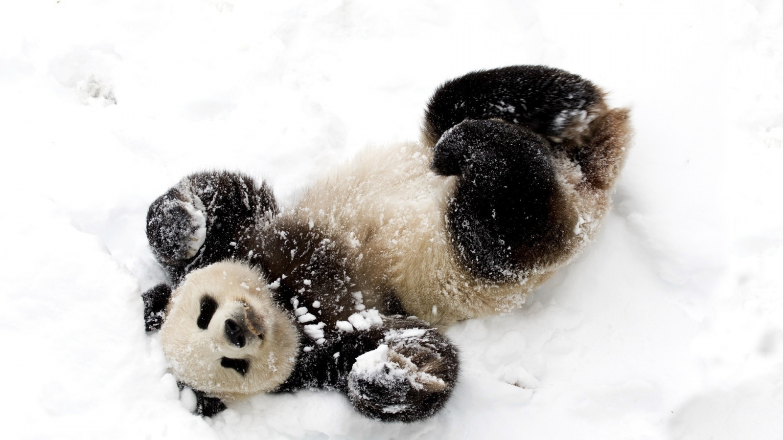 panda bears, животных, animals, панд