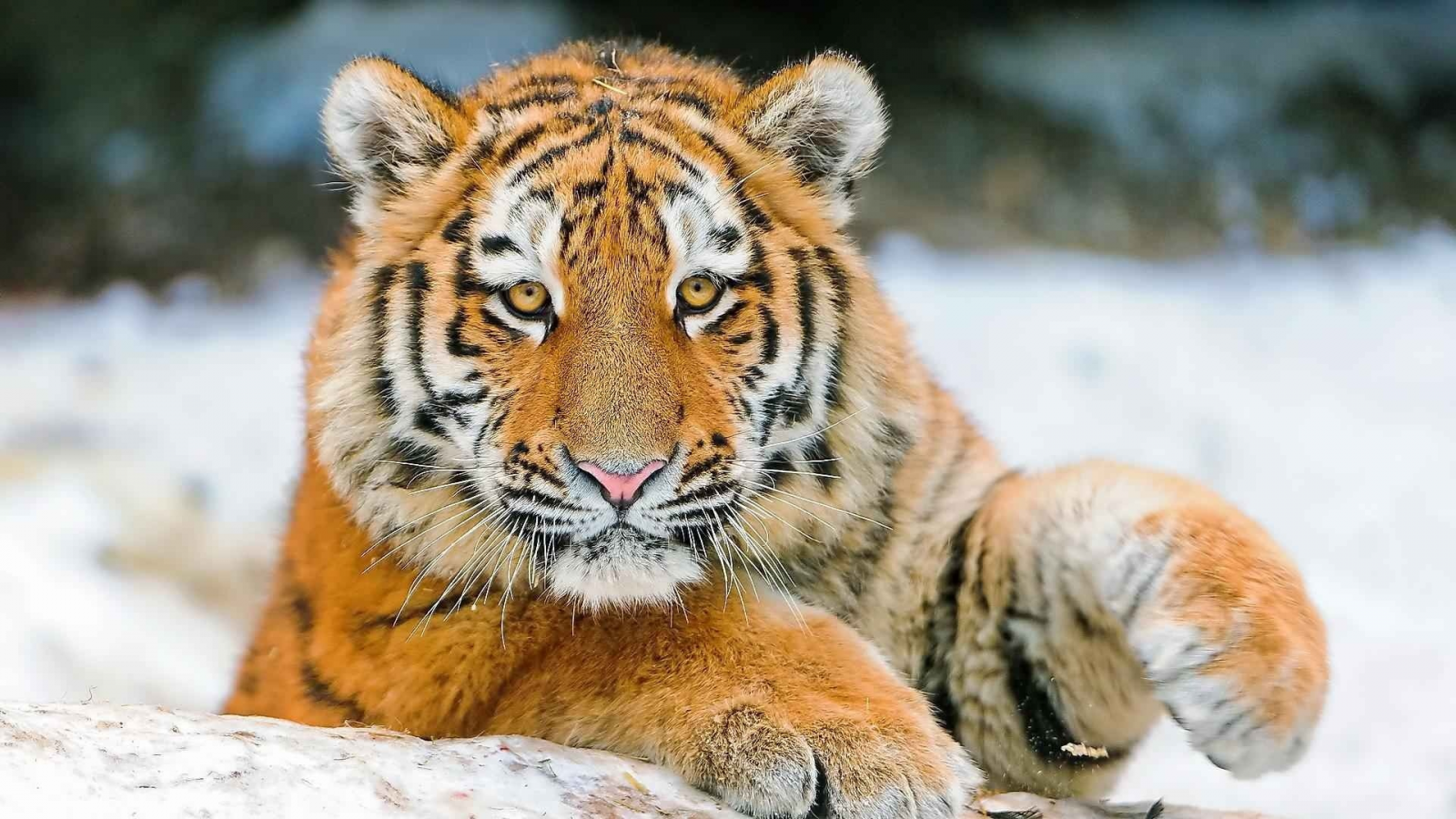 тигры, snow, tigers, снег