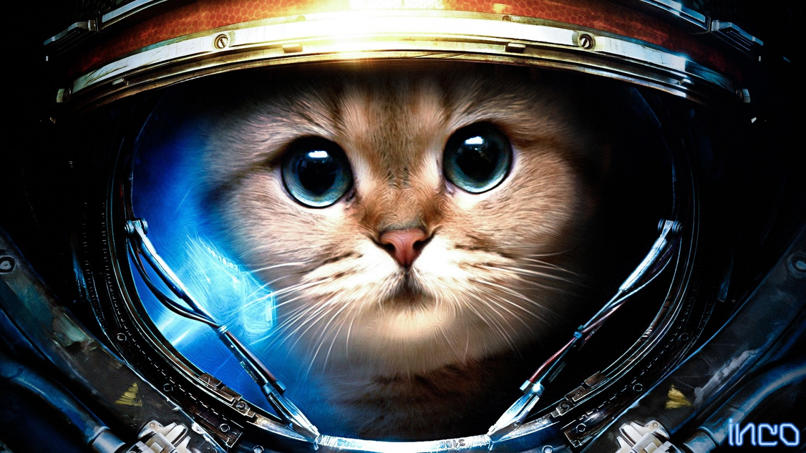 животные, cats, helmets, кошки, шлемы, photomanipulations, фотоманипуляции, StarCraft, animals