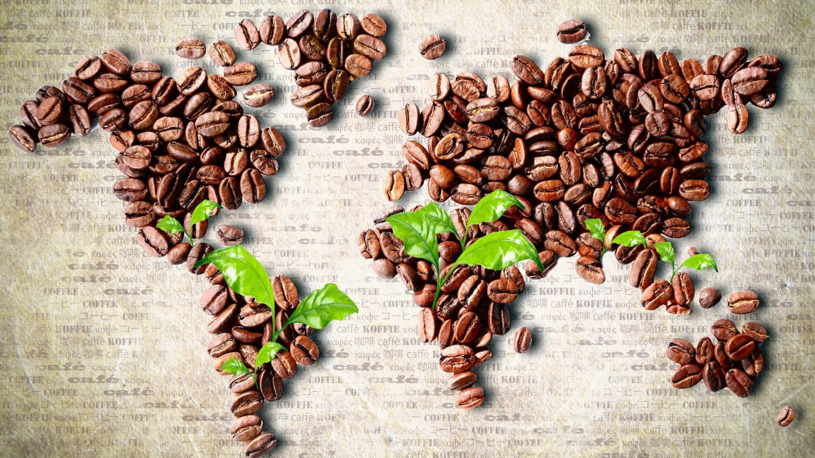coffee beans, Листья, кофе в зернах, leaves, карта мира, continents, континенты, world map