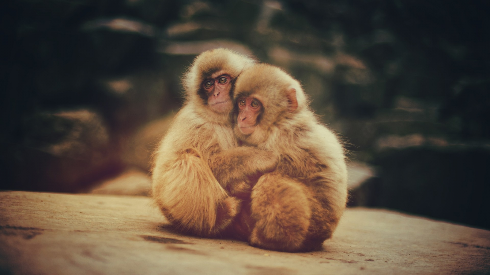 monkeys, обезьян