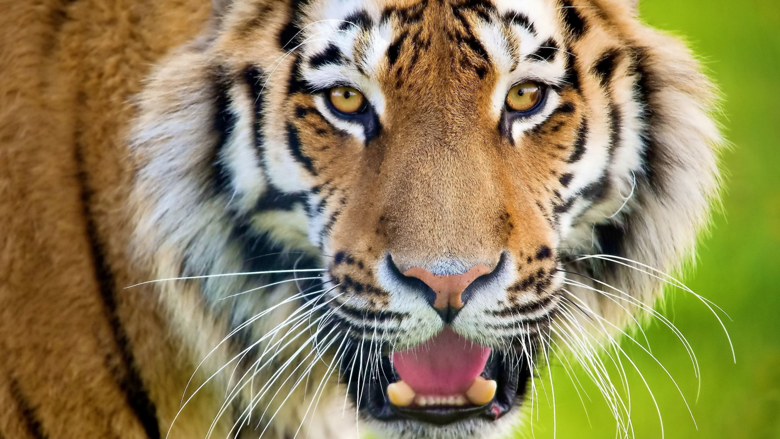 animals, животные, тигры, tigers
