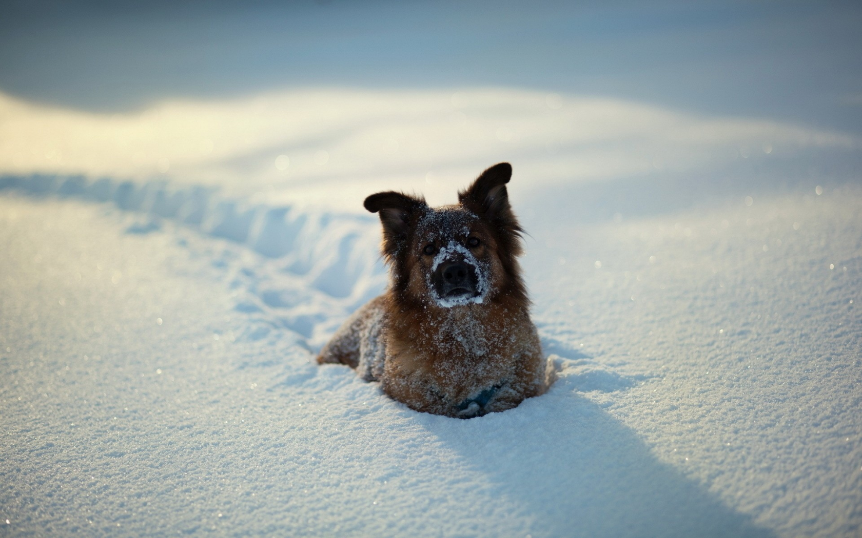 снег, собаки, животные, animals, dogs, snow