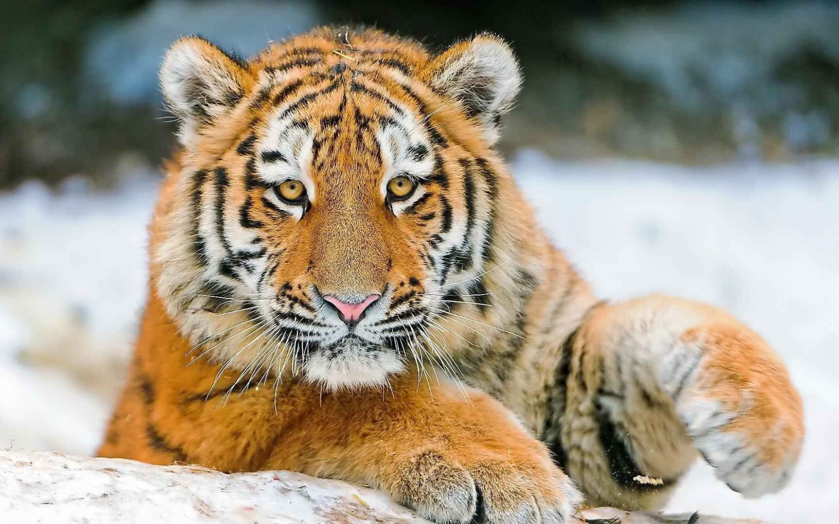 тигры, snow, tigers, снег
