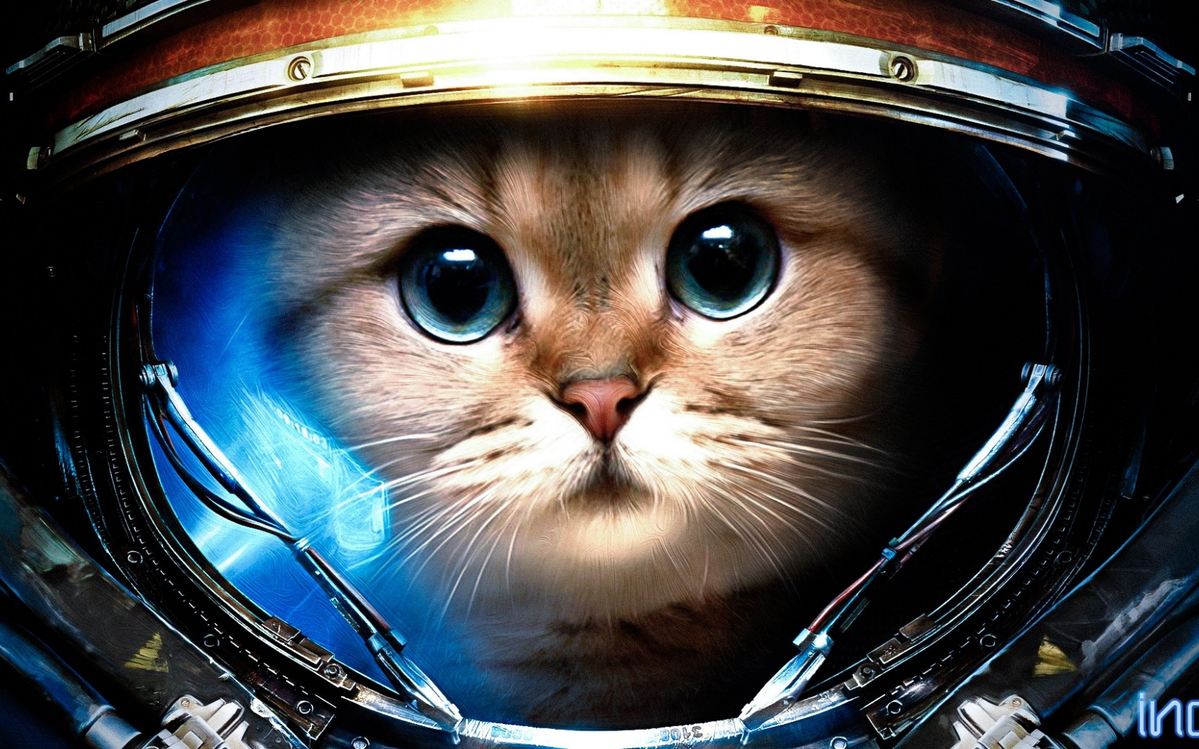 животные, cats, helmets, кошки, шлемы, photomanipulations, фотоманипуляции, StarCraft, animals