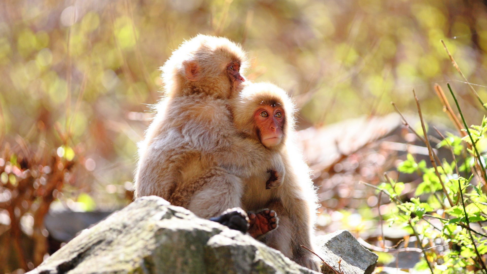 животных, обезьян, animals, monkeys