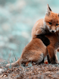 animals, животные, лисы, foxes