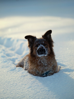 снег, собаки, животные, animals, dogs, snow