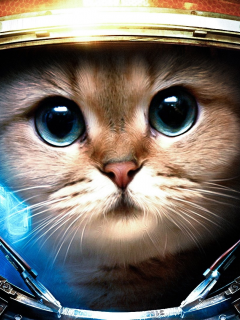 животные, cats, helmets, кошки, шлемы, photomanipulations, фотоманипуляции, StarCraft, animals