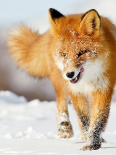 foxes, лисы, snow, снег