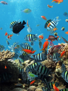 , coral reef, fishes, underwater