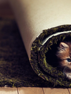 ковре, кошки, animals, carpet, котята, pets, домашние животные, животные, cats, kittens