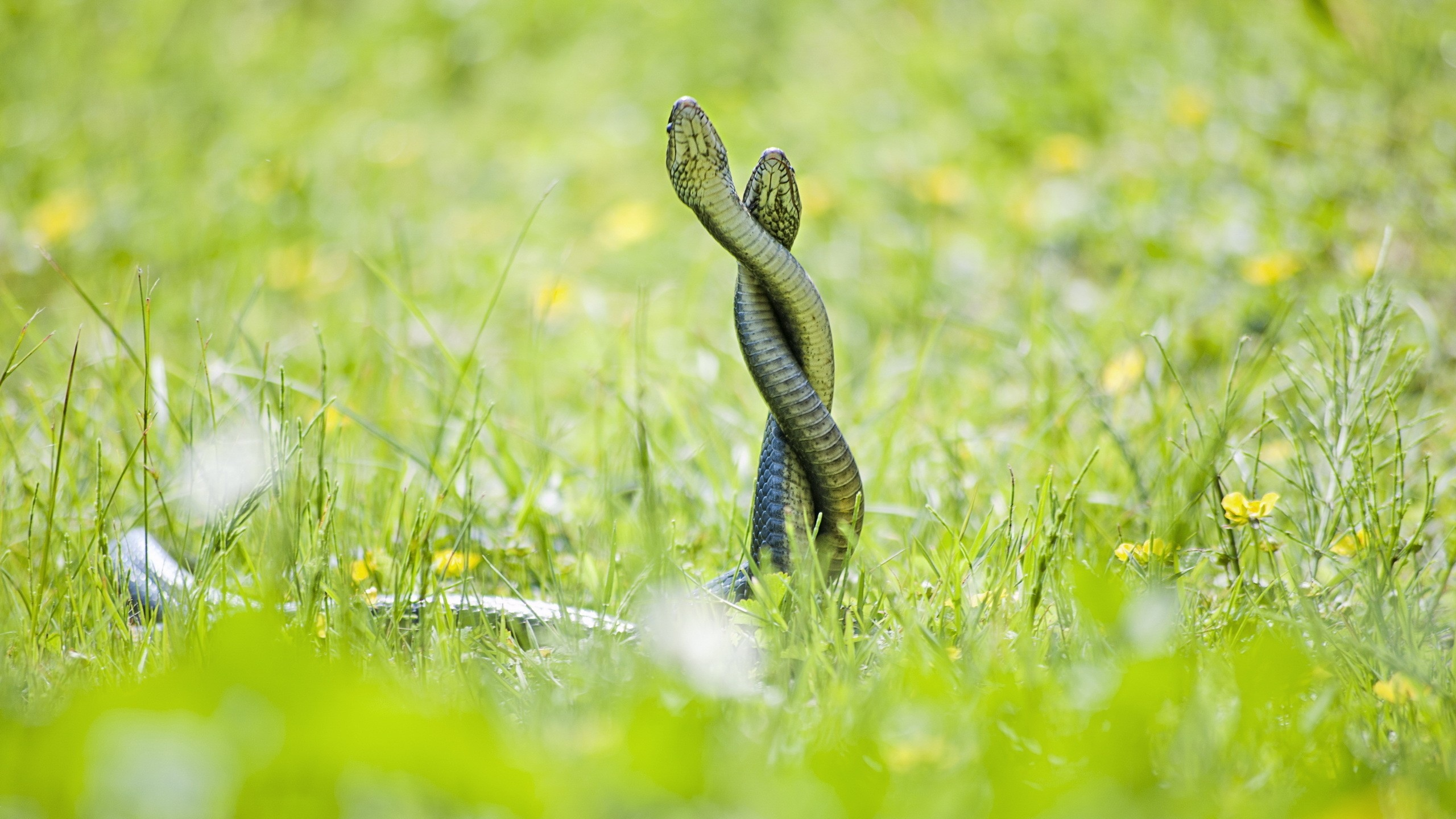 змей, nature, скрученные, embrace, рептилий, snakes, grass, природа, twisted, объятия, reptiles, трава