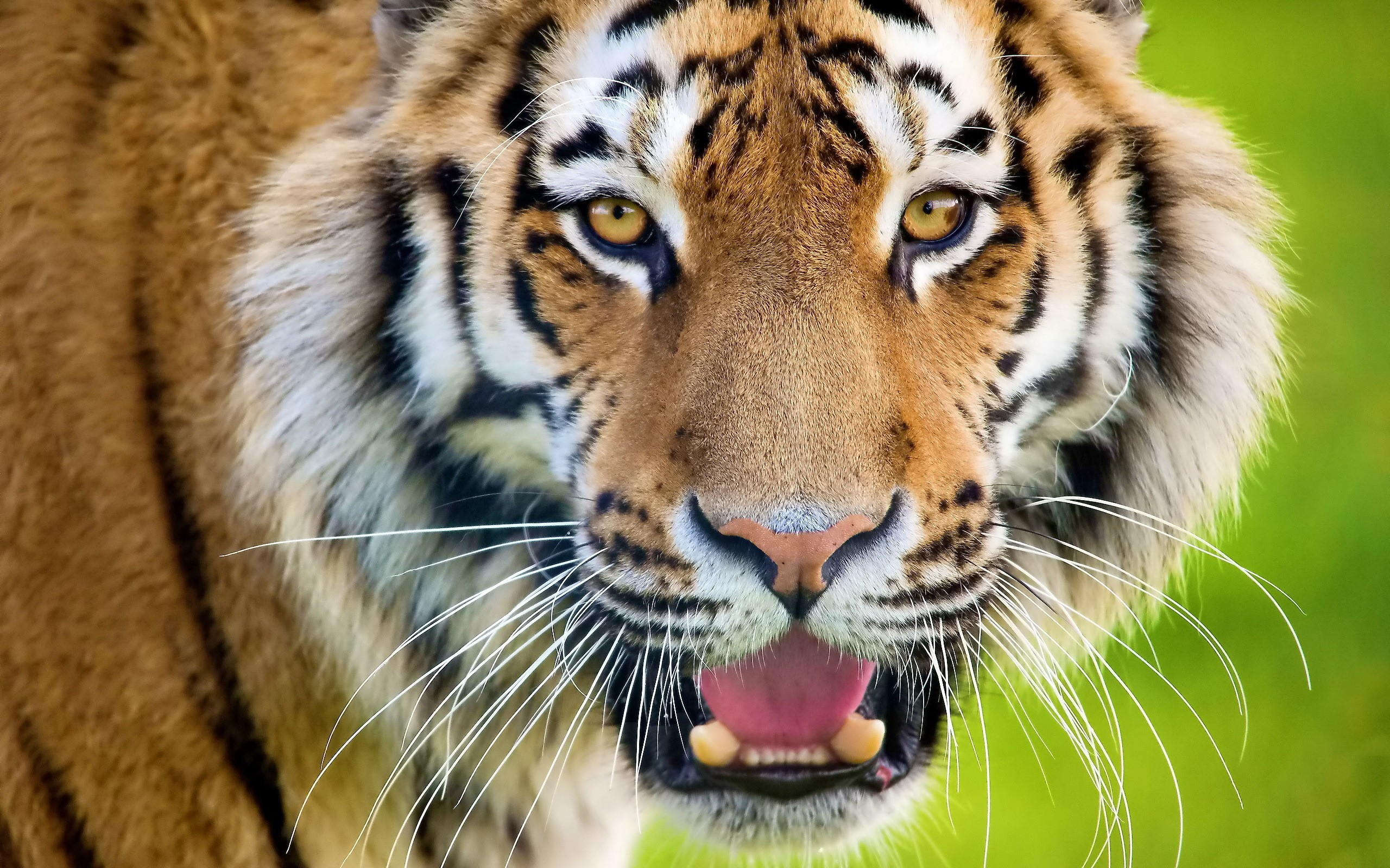 animals, животные, тигры, tigers