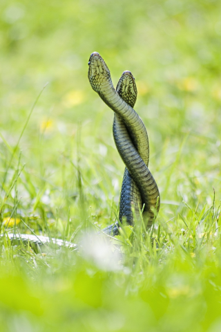 змей, nature, скрученные, embrace, рептилий, snakes, grass, природа, twisted, объятия, reptiles, трава