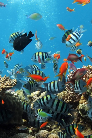 , coral reef, fishes, underwater