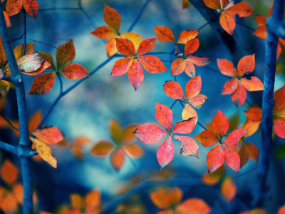 осень, ветки, природа, листва, макро