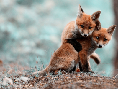 animals, животные, лисы, foxes