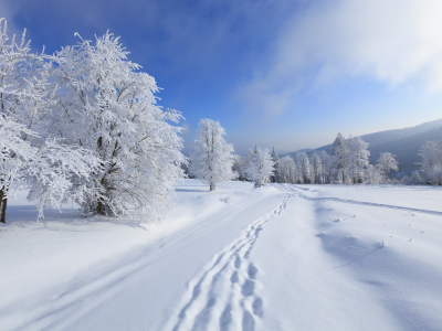 снег, шаги, trees, зима, snow, деревья, steps, winter