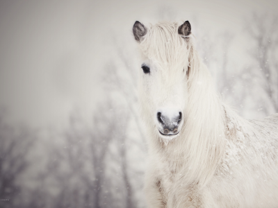 лошадь, снежная, белая, снег