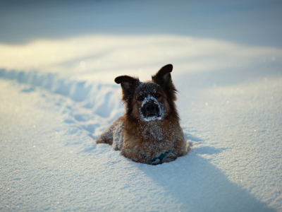 снег, собаки, животные, animals, dogs, snow