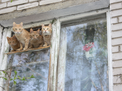 кошки, cats