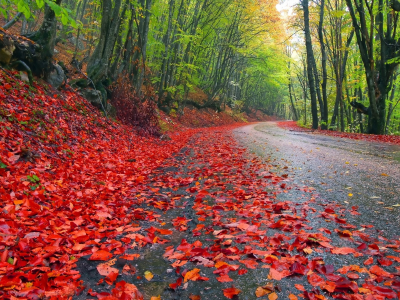 , leaves, roads, nature, autumn, trees, landscapes, grass, forest
