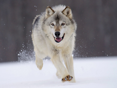 wolves, winter, nature, running, , snow, animals, grey wolf