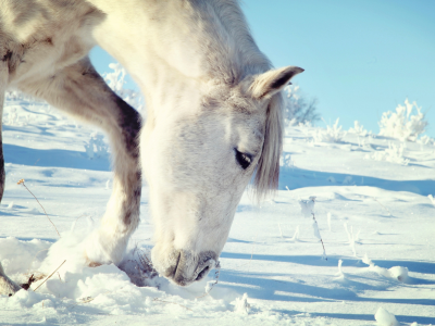 Лошадка, белая, снег