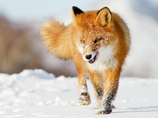 foxes, лисы, snow, снег